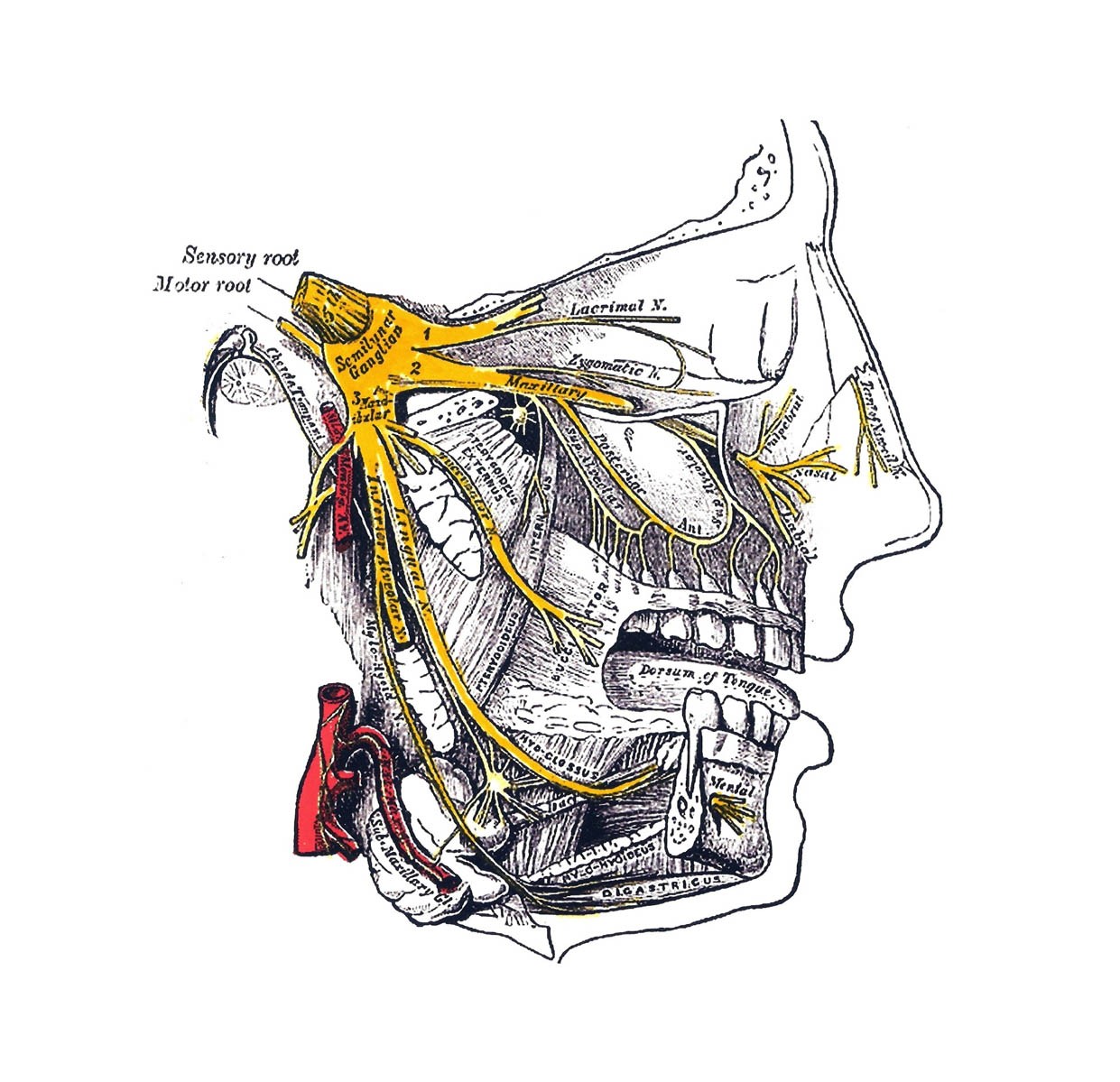 Тройничный нерв (показан жёлтым цветом)