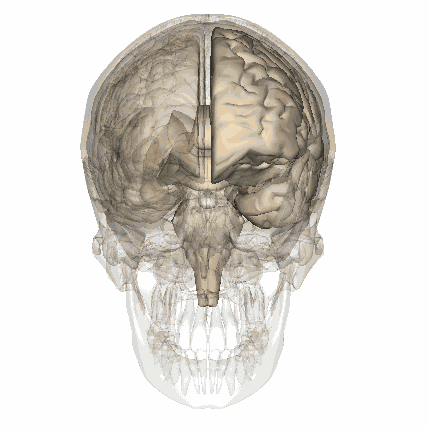 Кора головного мозга человека